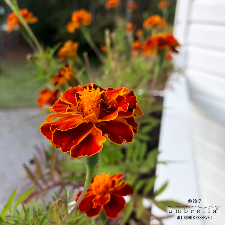 marigold seeds